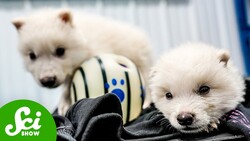 Did We Just De-Extinct Dire Wolves?! Instructional Video