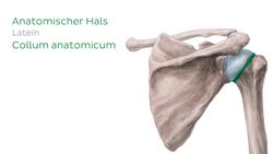 Humerus Instructional Video