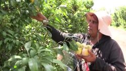 CLEAN : 'Watermelon plums': Israeli farm pioneer grows hybrid fruits News Clip