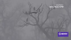 Bald Eagles Flying High News Clip