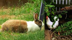 Tranquility on an Urban Homestead Instructional Video