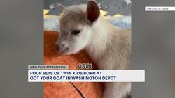 4 sets of twin goats born in Washington Depot News Clip