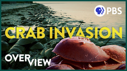 Why are There 30 Million Horseshoe Crabs on This Beach? Instructional Video