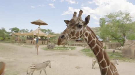 Ever Wonder How Zookeepers Get Animals to Take Their Medicine?