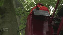 Timber! Danish park uses dynamite to trim tree branches Instructional Video