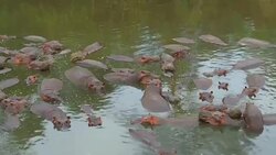herd of hippos in mara river at africa Stock Footage