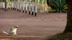 The World-Famous Lemurs of Madagascar in Action Instructional Video