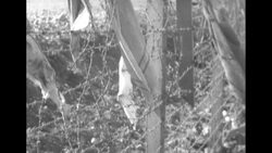 Various events in South Korea during Korean War as truce is being negotiated News Clip