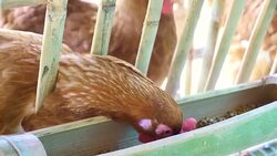 Eggs chicken in the farm Stock Footage