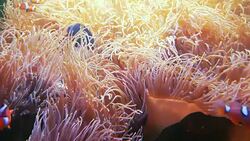Underwater world group of fish playing sea anemone Stock Footage