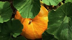 Pumpkin in garden. Top view, rotation and zoom in Stock Footage
