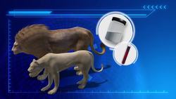 Lions cubs artificially conceived for first time Instructional Video