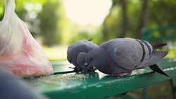 Street pigeons eat yellow grain on a green bench. Stock Footage