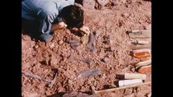 1970s: Man uses brush to dust bones sitting in the dirt Stock Footage