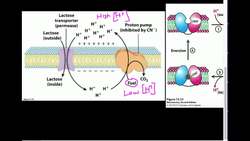 Lactose Transporter How Does it Work Instructional Video