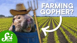 The Only Non-Human Mammal that Farms Instructional Video