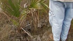 Everglades National Park - Hole-in-the-Donut: Habitat Restoration Project Instructional Video
