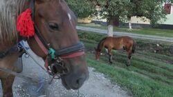 CLEAN : King Charles's passion for Transylvania draws attention and tourism News Clip