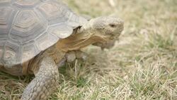 You Have to Check This Out If You’ve Never Seen a Scan of a Tortoise! Instructional Video