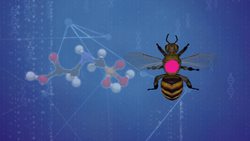 Researchers find weed killer could be linked to increase of bee deaths Instructional Video