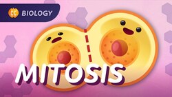 Mitosis & the Cell Cycle: How Cells Clone Themselves: Crash Course Biology #29 Instructional Video