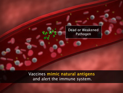 Principle of Immunisation Instructional Video