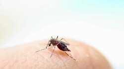 Close-up of a mosquito sucking blood on human skin, Mosquito is carrier of Malaria/ Encephalitis/ Dengue, Macro shot Stock Footage