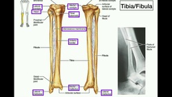 Anatomy | Specific Parts of the Tibia & Fibula [+ Left vs. Right] Instructional Video