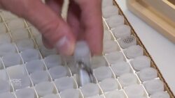 Are you seeing more spiders in Quebec and are they bigger than usual? Instructional Video