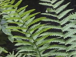 Introduction to Seedless Vascular Plants Instructional Video