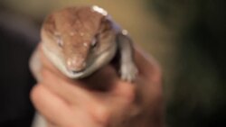 3 Care Tips for Blue-Tongued Skinks Instructional Video