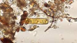 How El Niño Impacts Marine Plant Life Instructional Video