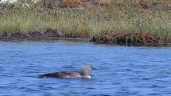 Red-Throated loon, gavia stellata, baby meeting parent, spreading wings Stock Footage