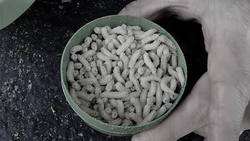 What Did Americans Eat During the Revolutionary War? Instructional Video