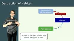 The Devastating Effects of Deforestation and Peat Bog Destruction on Habitats Instructional Video