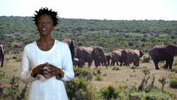 Giants of the Earth: The Majestic World of Elephants Instructional Video
