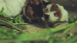 Enjoying the Animals: Macaw, Frog and More! Instructional Video