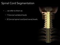 Spinal cord Segmentation Instructional Video