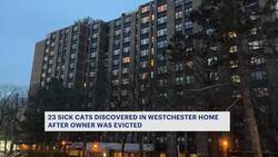 23 sick cats rescued from apartment in White Plains News Clip