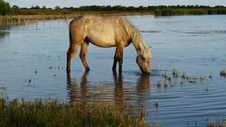 White Camargue horses, Camargue, France Stock Footage