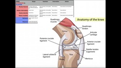 Quadriceps Femoris | Origins, Actions, Innervations, & Actions Instructional Video