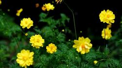 Background Nature Mexican Aster or Yellow Cosmos Flower. video Slow Motion Stock Footage