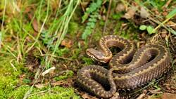 Introduction to Reptiles: Characteristics and Diversity Instructional Video