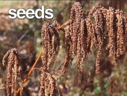 Plant Life Cycles: Beginnings Instructional Video