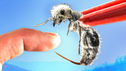 Stung by a Panda Ant! Instructional Video