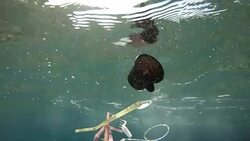 Plastic pollution in sea Stock Footage