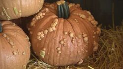 Manitoba pumpkin patch has gourds galore Instructional Video