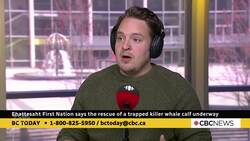 Rescue of trapped killer whale calf underway News Clip