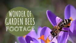 Wonder of Bees Instructional Video