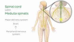 Nervous system Instructional Video